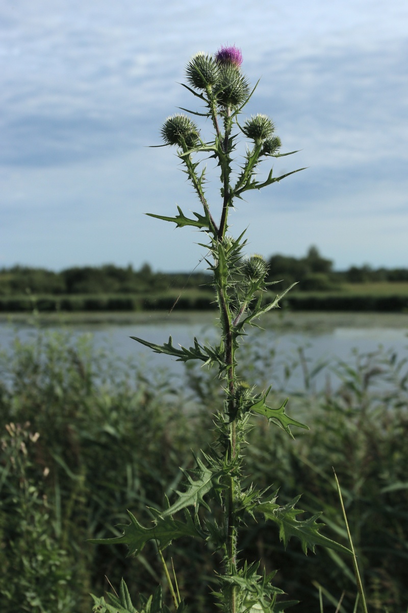 Изображение особи Cirsium vulgare.