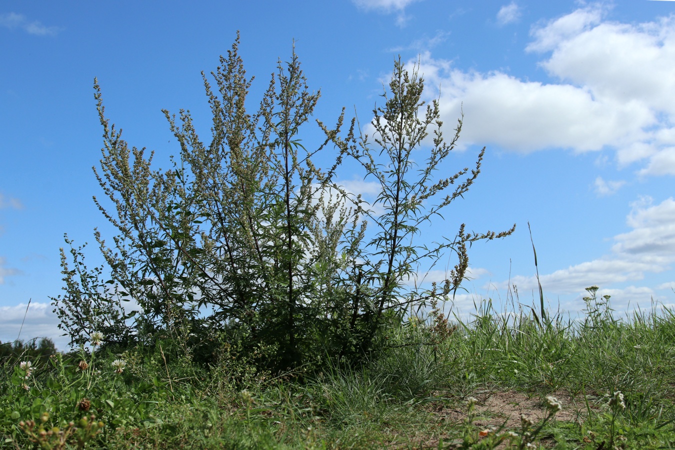 Image of Artemisia vulgaris specimen.