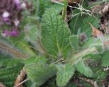 Ajuga orientalis. Основания побегов цветущего растения с развивающимися листьями. Краснодарский край, Крымский р-н, окр. станицы Неберджаевская, пушистодубово-грабинниковое редколесье на задернованном скальном обнажении из новороссийского флиша. 02.04.2025.