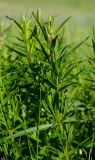 Dracocephalum ruyschiana. Верхушка побега с развивающимся соцветием. Оренбургская обл., Беляевский р-н, Донской сельсовет, степь. 28 мая 2024 г.