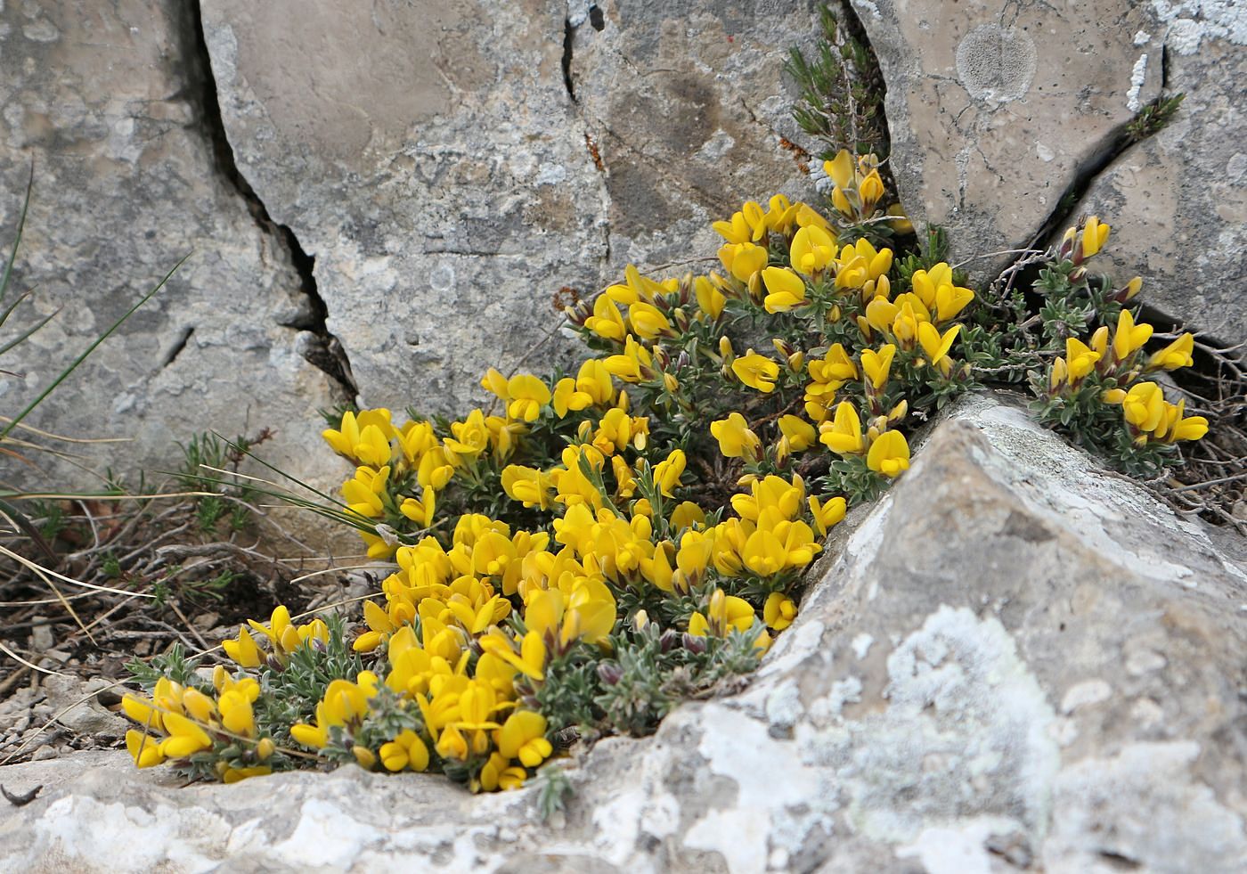 Image of genus Genista specimen.