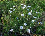 Linum boreale. Обильно цветущее растение. Коми, Интинский р-н, Нац. парк \"Югыд Ва\", левый берег р. Кожим, пойма. 01.07.2010.