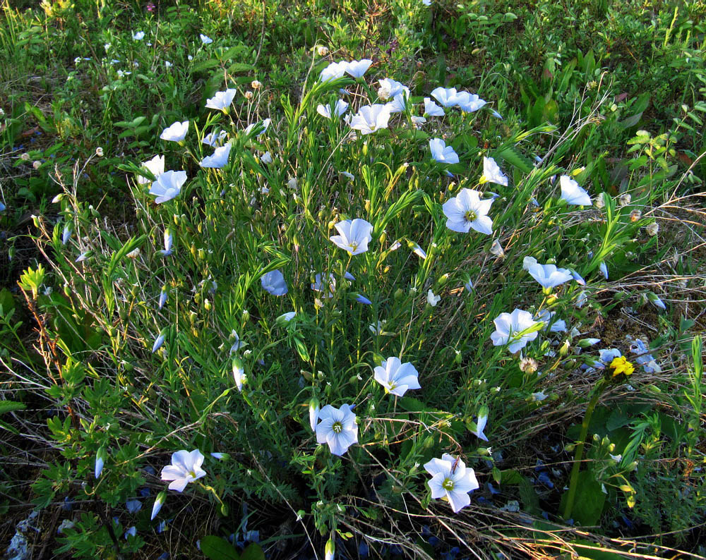 Image of Linum boreale specimen.