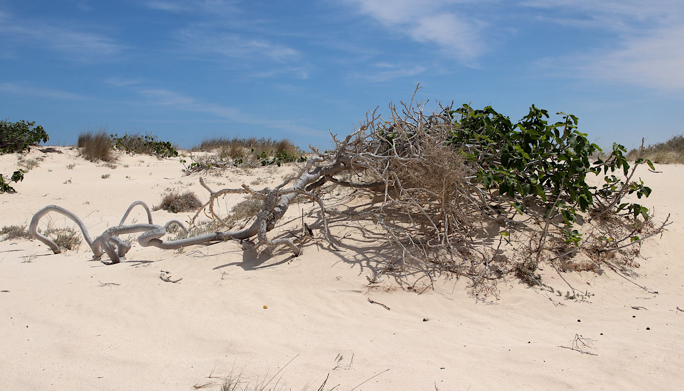 Image of Ficus carica specimen.