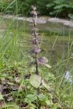 Ajuga reptans. Отцветшее растение. Краснодарский край, Крымский р-н, окр. станицы Неберджаевская, ур. Темрючки, грабово-дубовый лес, у лесного ручья. 06.06.2025.