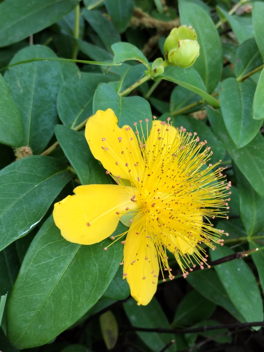 Изображение особи Hypericum calycinum.