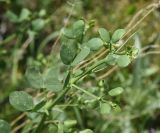 Zygophyllum fabago