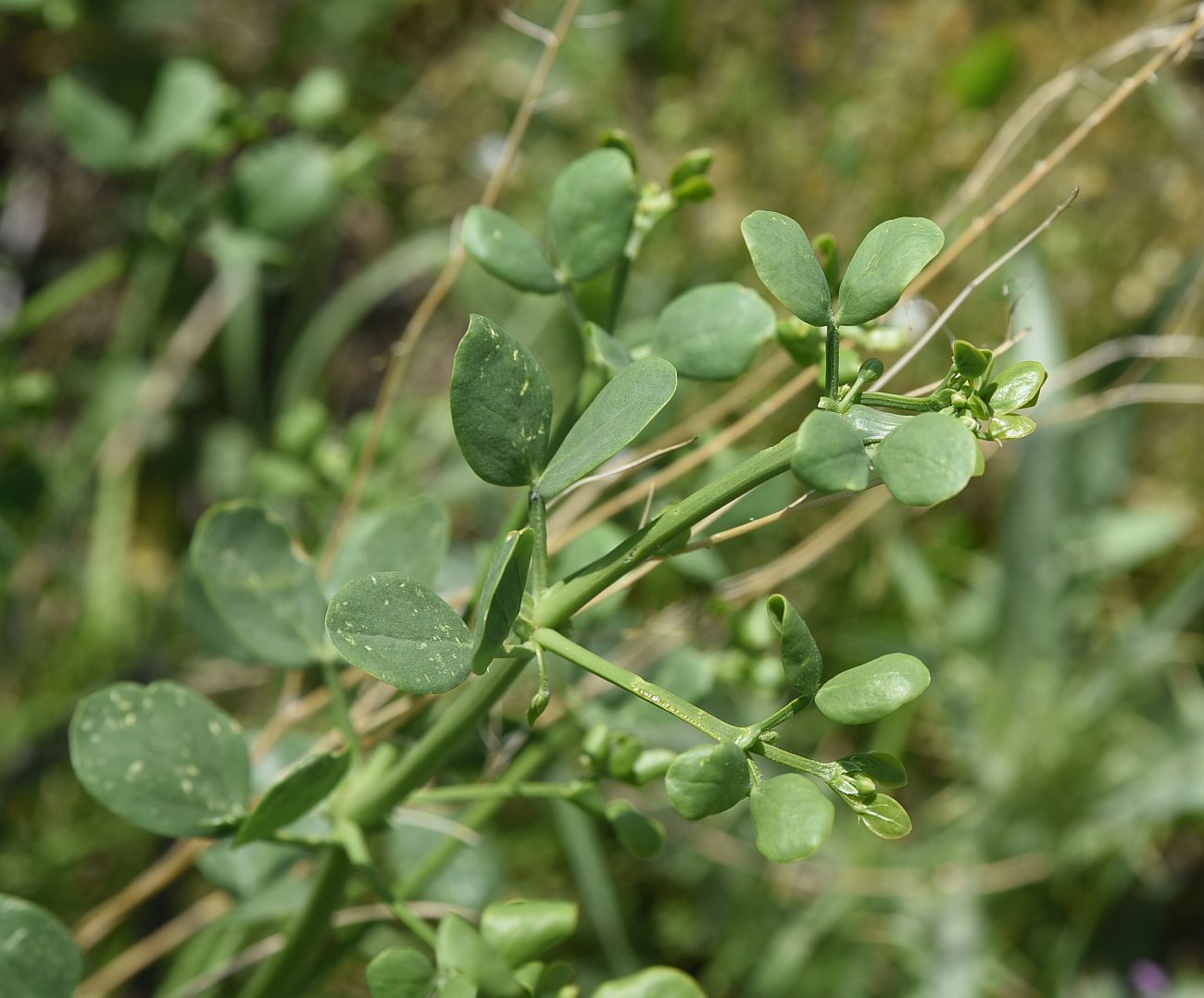 Image of Zygophyllum fabago specimen.