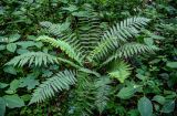 Dryopteris filix-mas