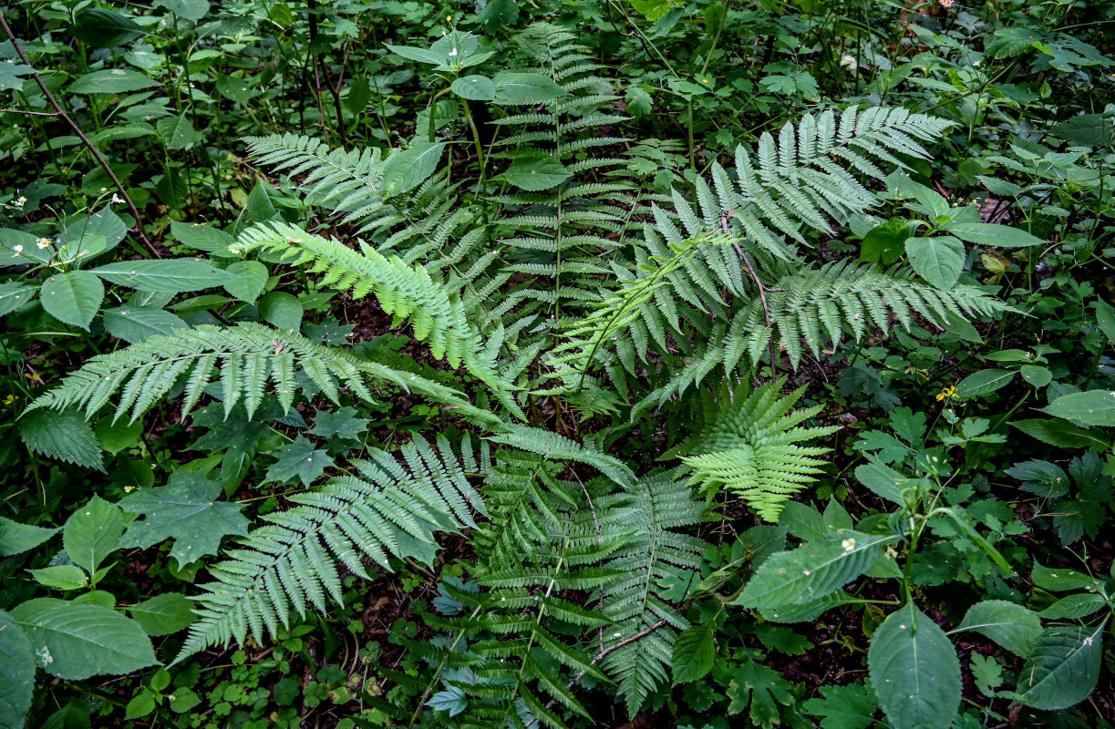 Image of Dryopteris filix-mas specimen.
