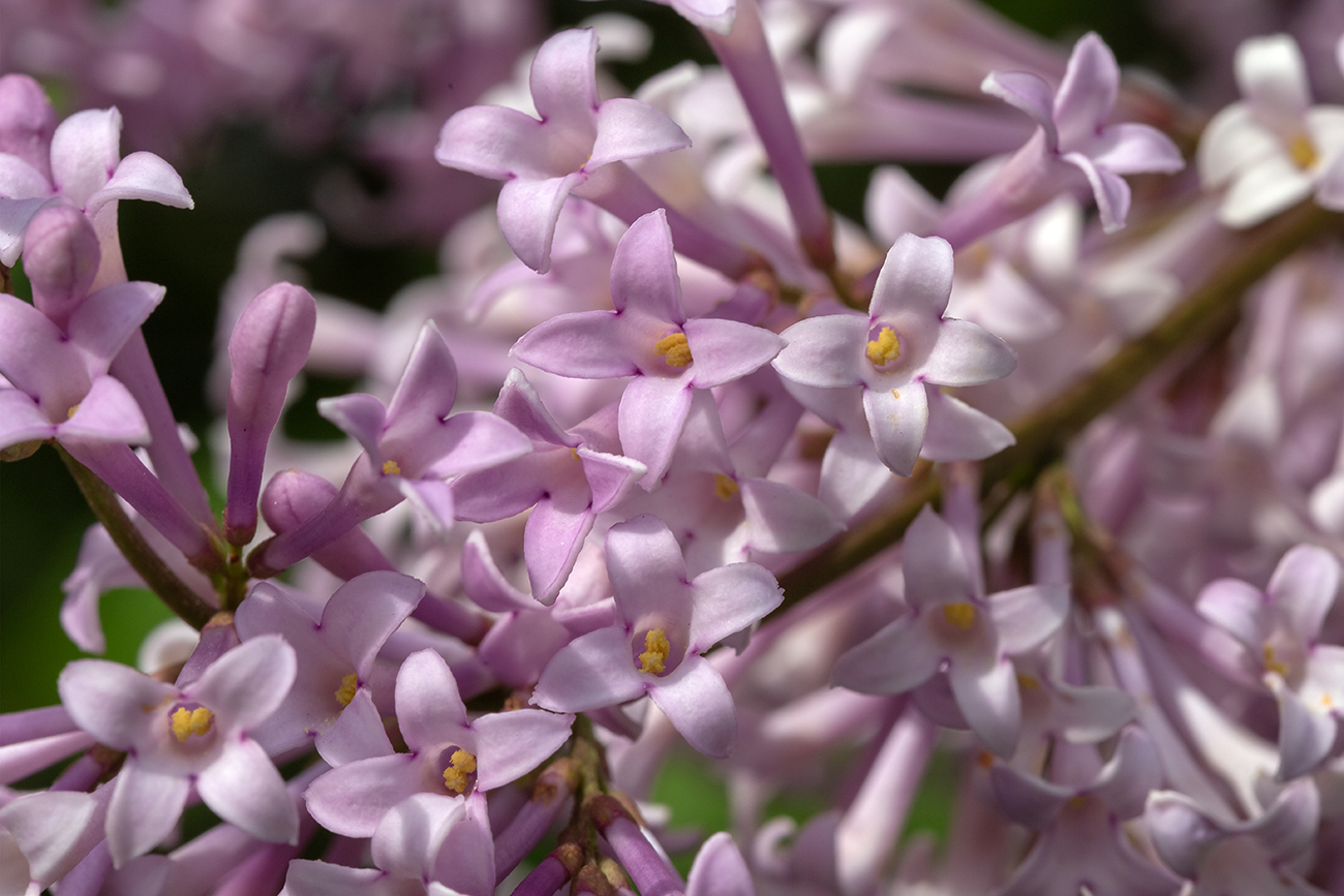 Image of Syringa &times; henryi specimen.
