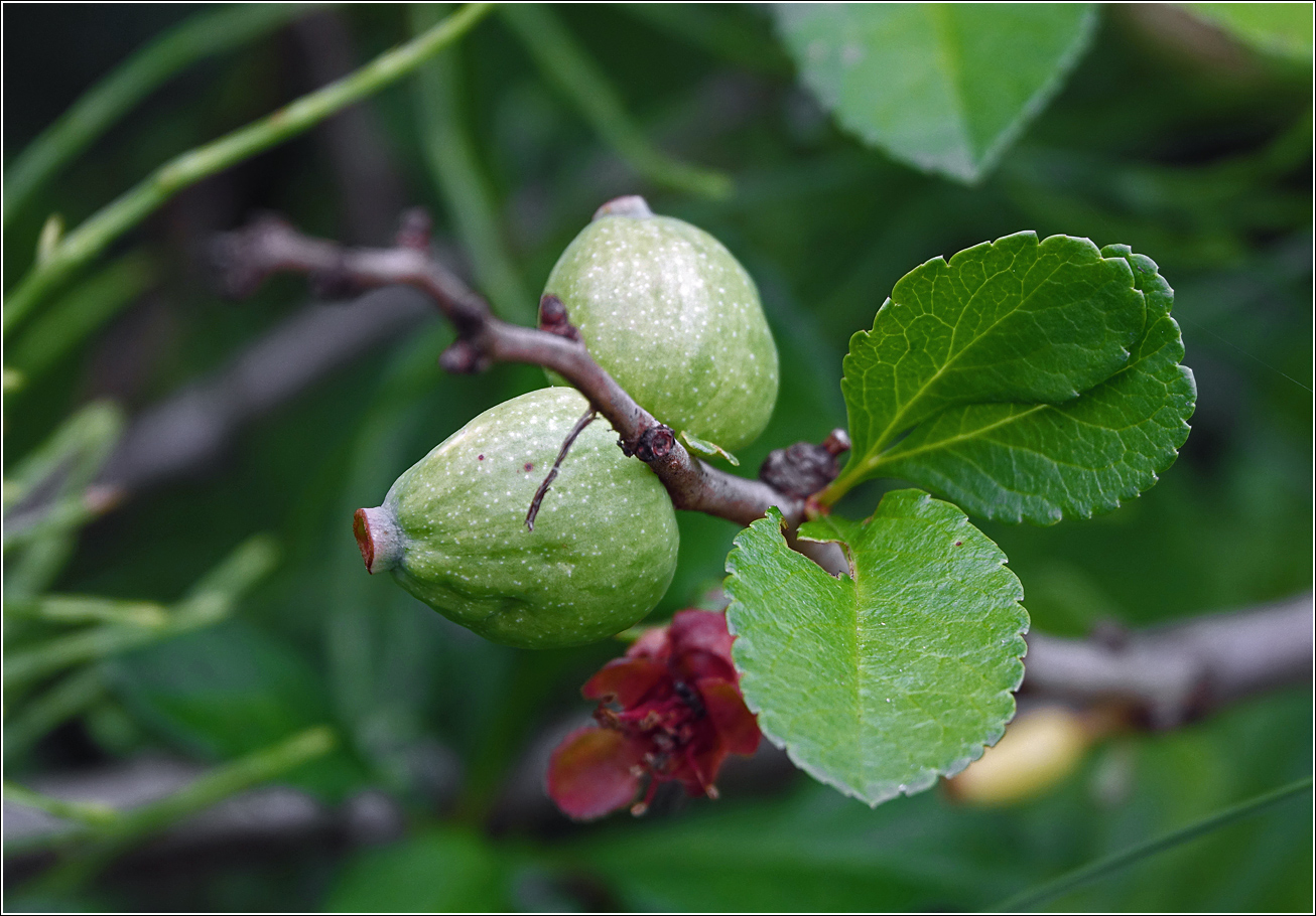 Image of Chaenomeles japonica specimen.