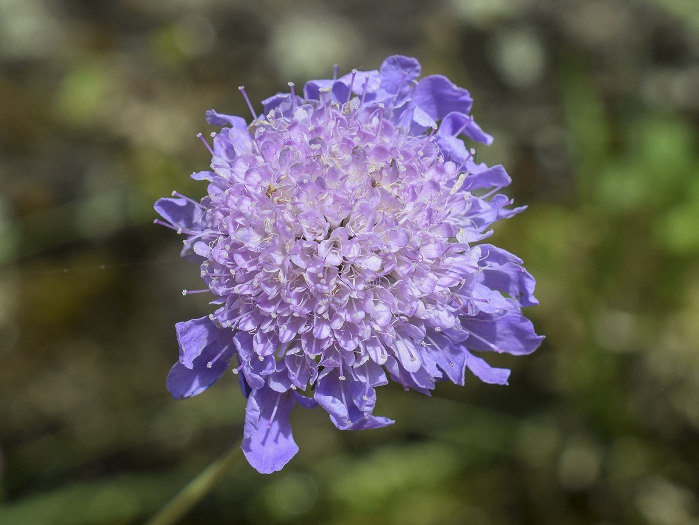 Изображение особи Scabiosa columbaria.