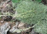 Artemisia caucasica