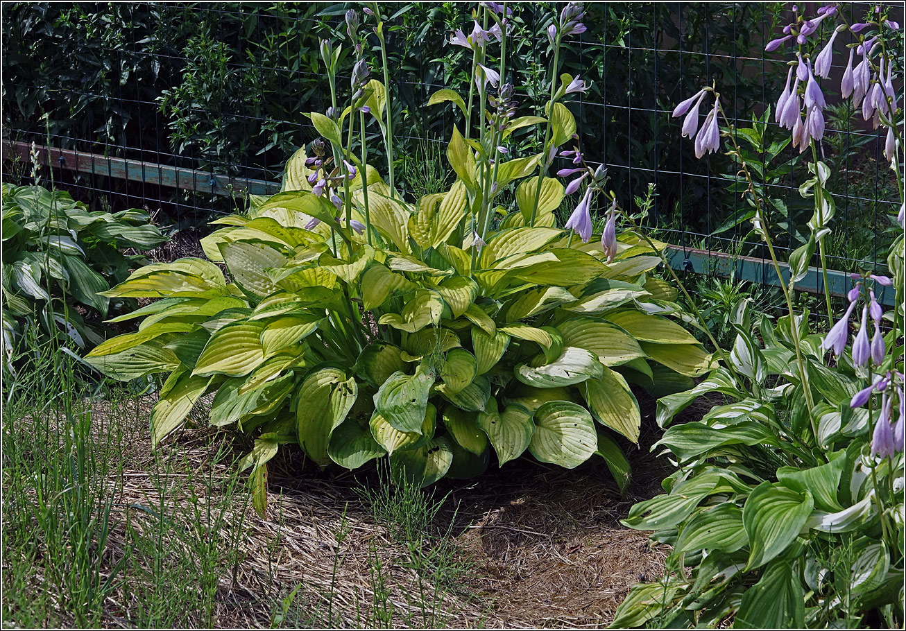 Изображение особи Hosta fortunei.