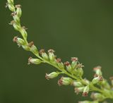 Artemisia rubripes