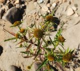 Bidens maximowicziana. Верхушка цветущего растения. Приморский край, Уссурийский ГО, окр. ж.-д. пл. 9194 км, дол. р. Раздольная на левом берегу, пойма, песчано-галечниковые отложения. 22.09.2025.