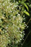Valeriana officinalis