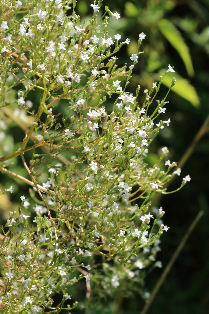 Image of Valeriana officinalis specimen.
