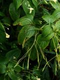 View full-size image Impatiens parviflora