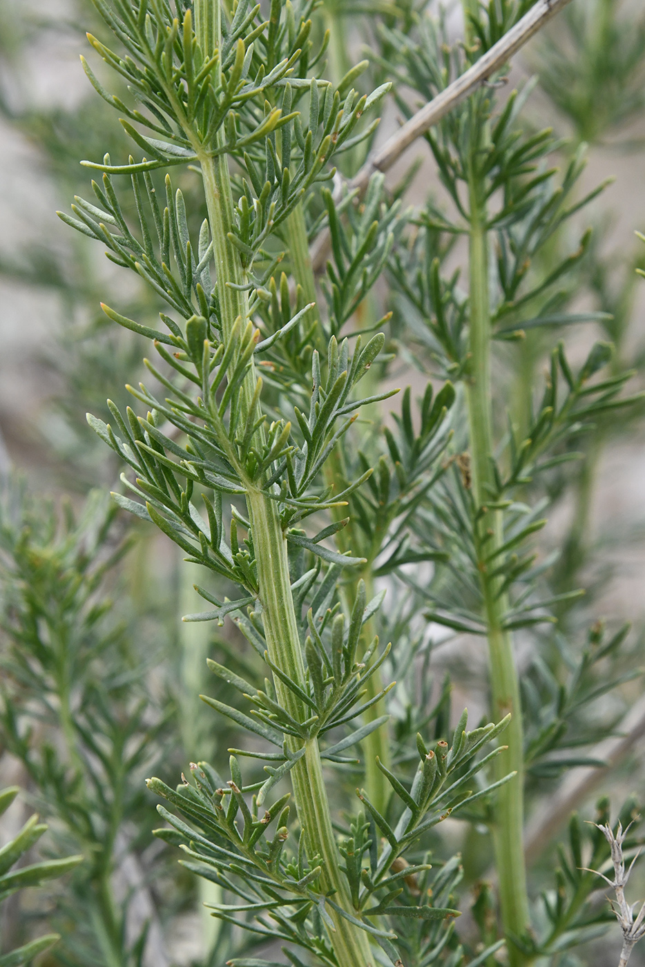Image of Niedzwedzkia semiretschenskia specimen.