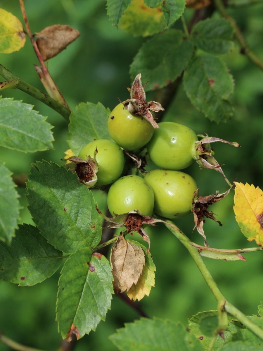 Изображение особи род Rosa.