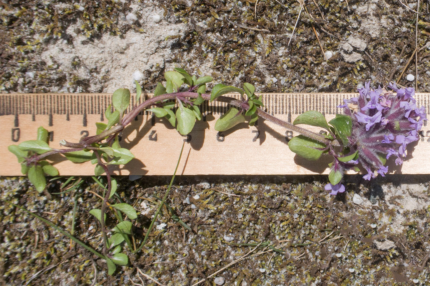 Изображение особи Ziziphora puschkinii.