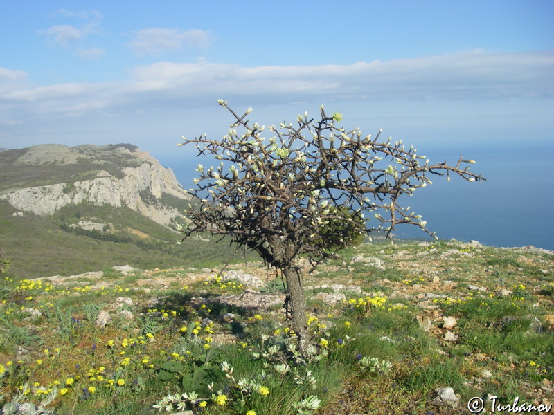 Image of Pyrus elaeagrifolia specimen.