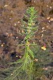 Myriophyllum verticillatum. Цветущее растение. Белгородская обл., Ракитянский р-н, окр. с. Нижние Пены; р. Пена. 6 августа 2022 г.