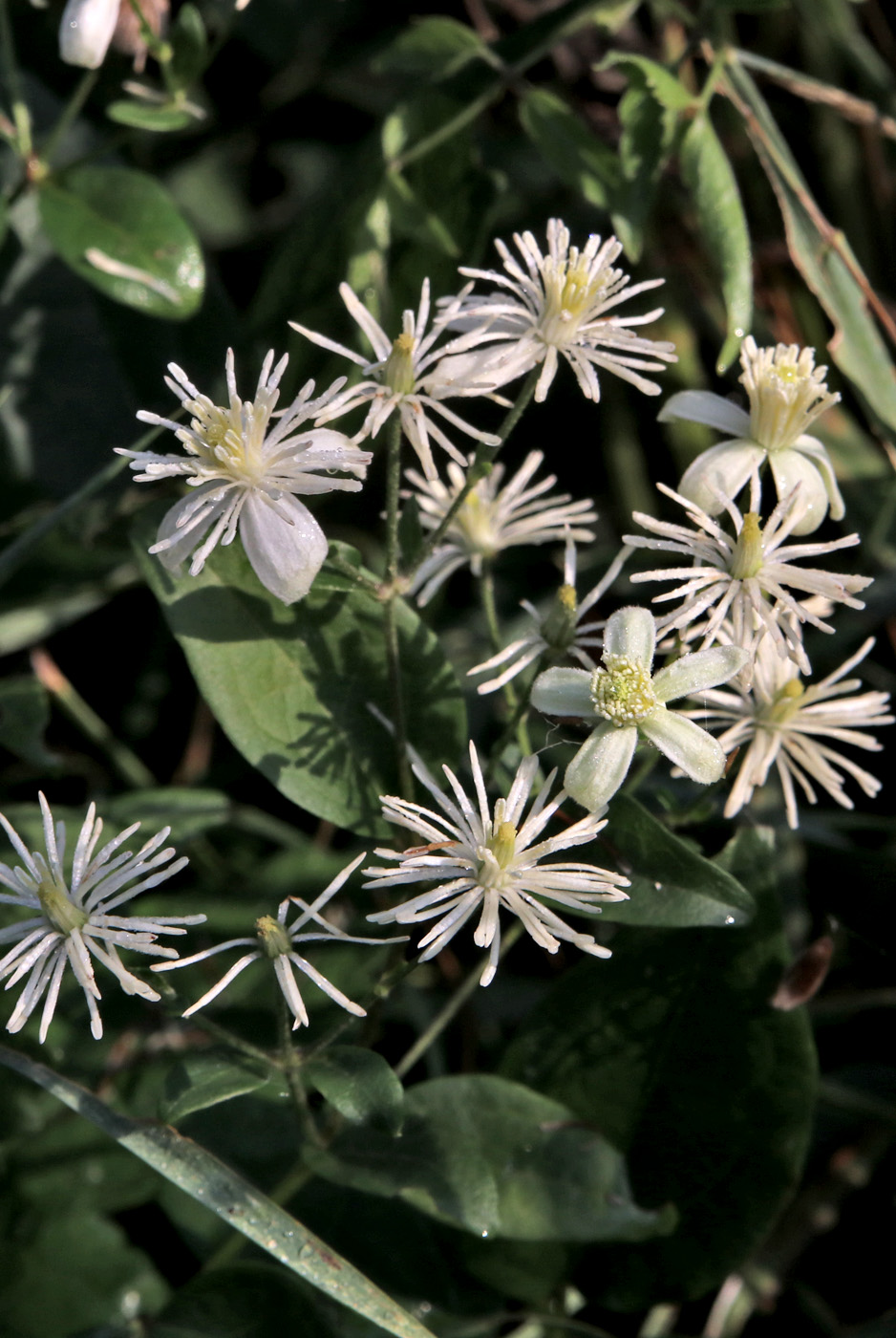 Изображение особи Clematis mandshurica.