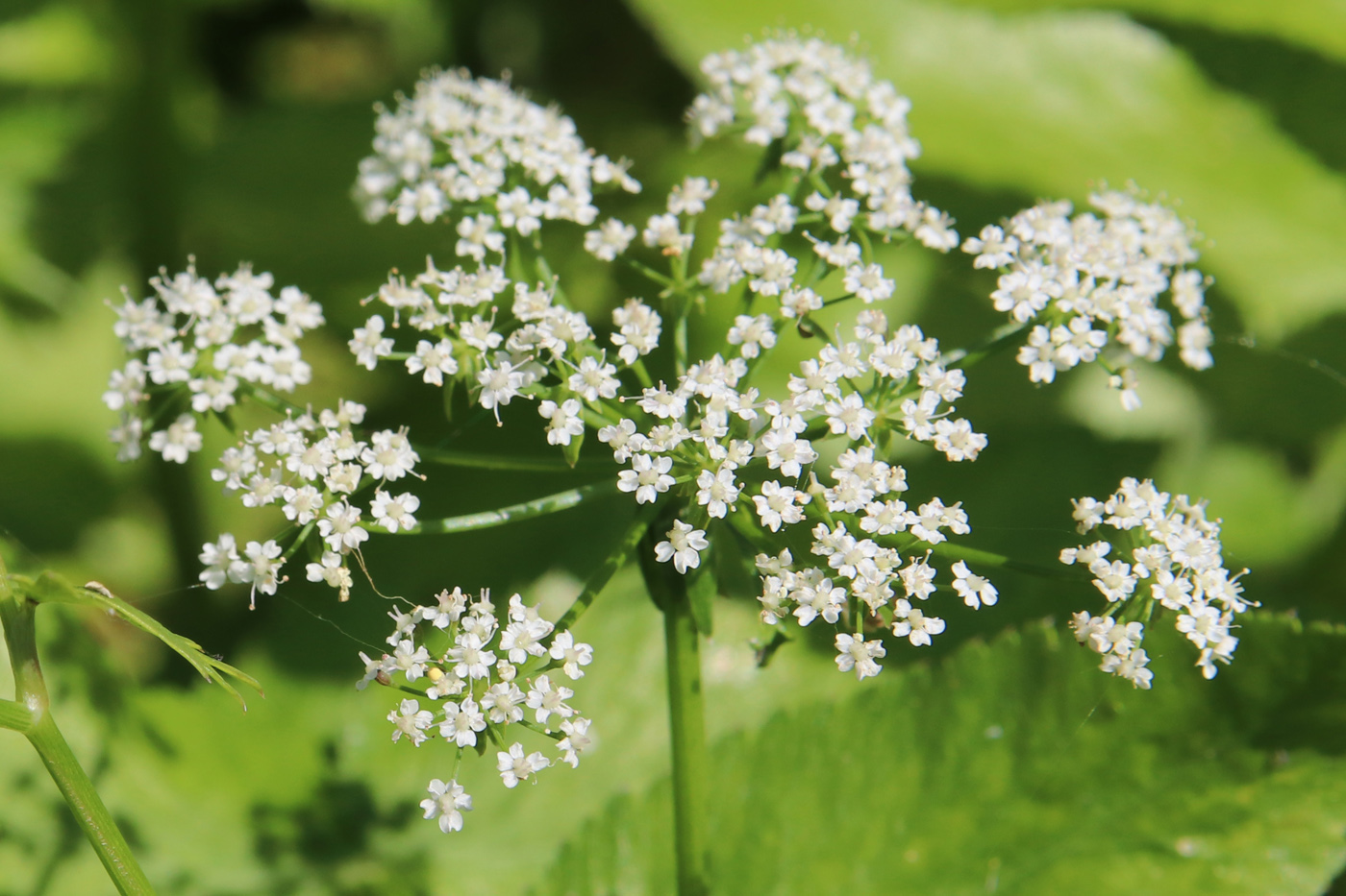 Image of Berula erecta specimen.