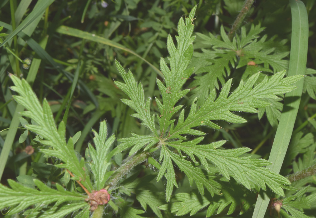 Изображение особи Potentilla pedata.