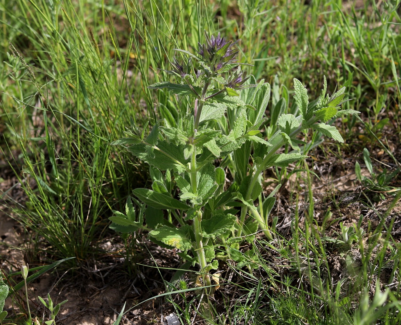 Изображение особи Nepeta kopetdaghensis.