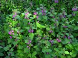 Lamium maculatum. Заросли цветущих растений на опушке Святошинского леса в Киеве. 24 апреля 2008 г.