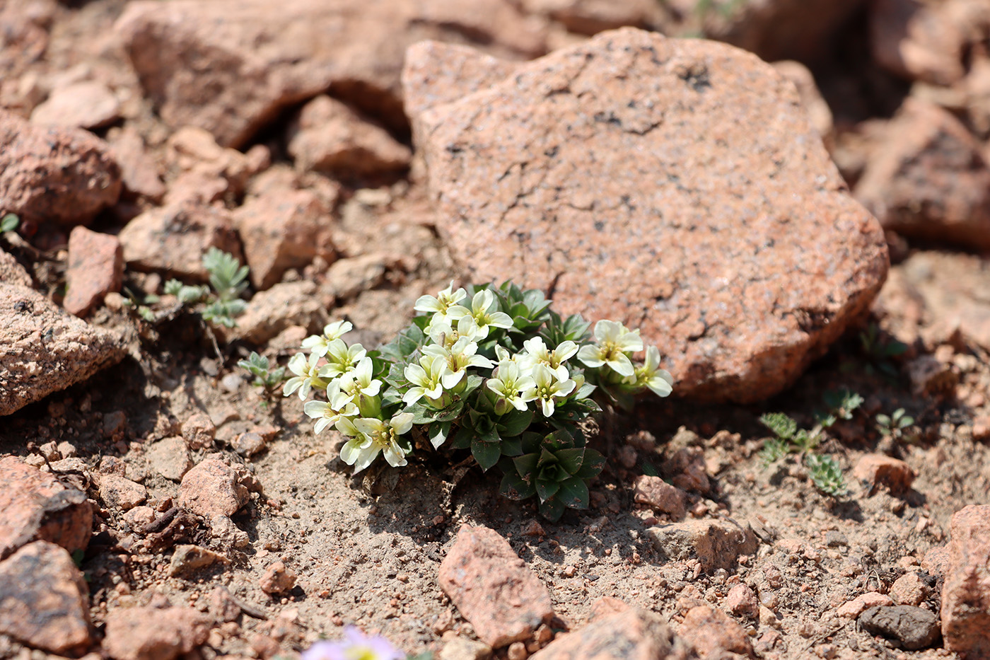Изображение особи Parrya saxifraga.