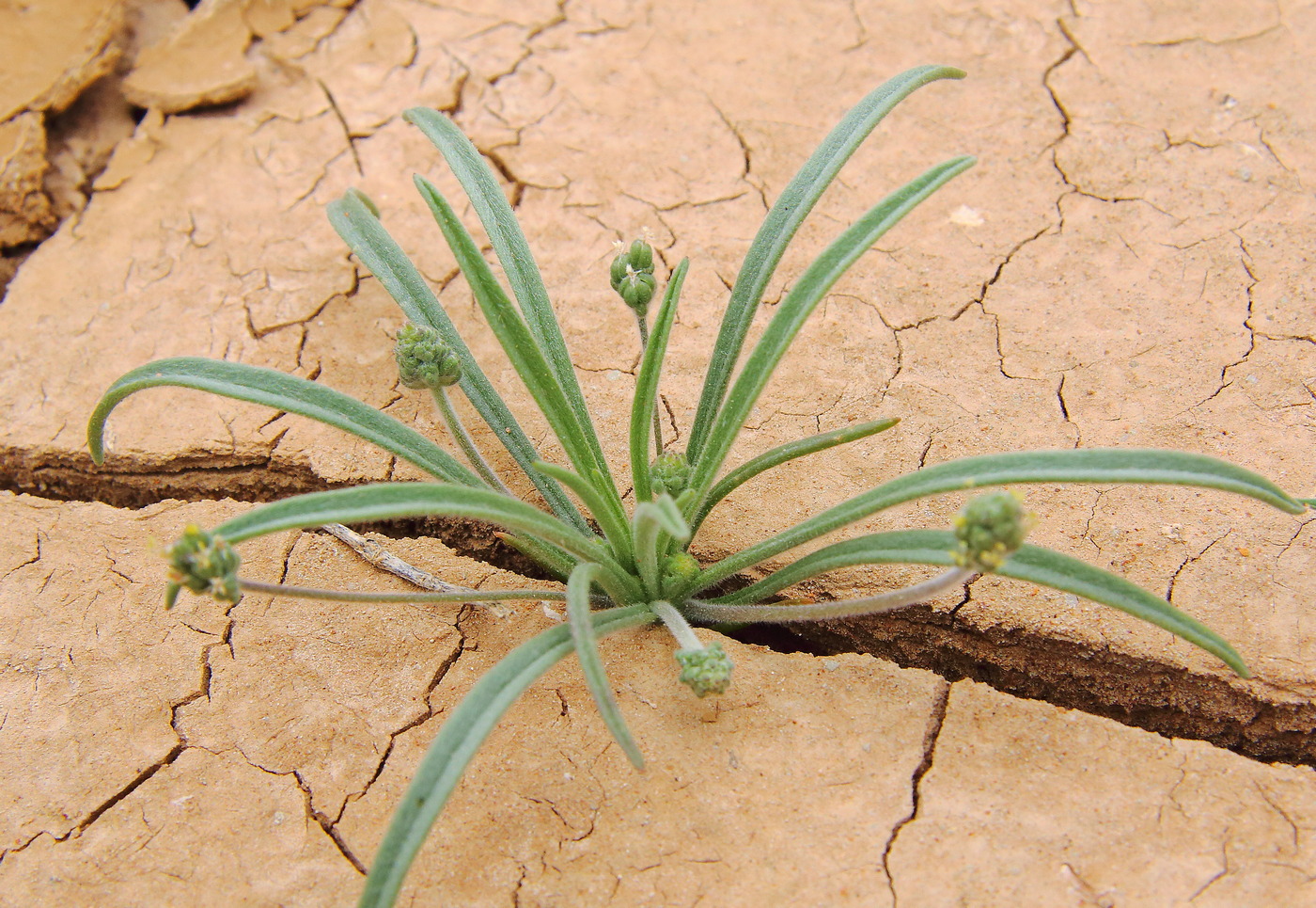 Image of Plantago minuta specimen.