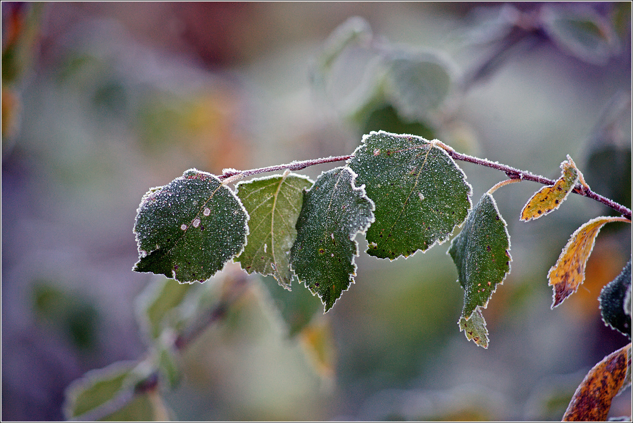 Изображение особи Betula pendula.