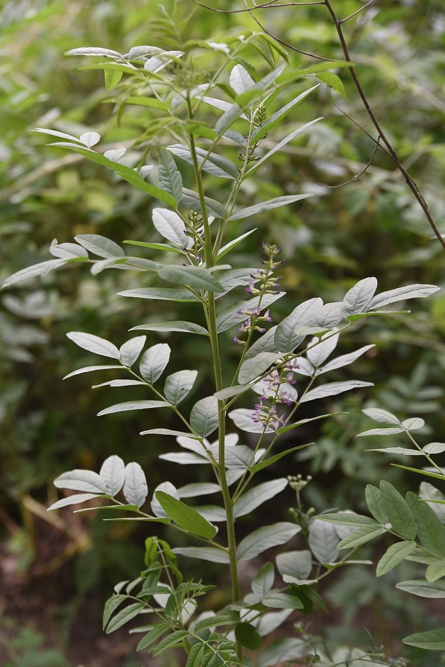 Изображение особи Glycyrrhiza glabra.