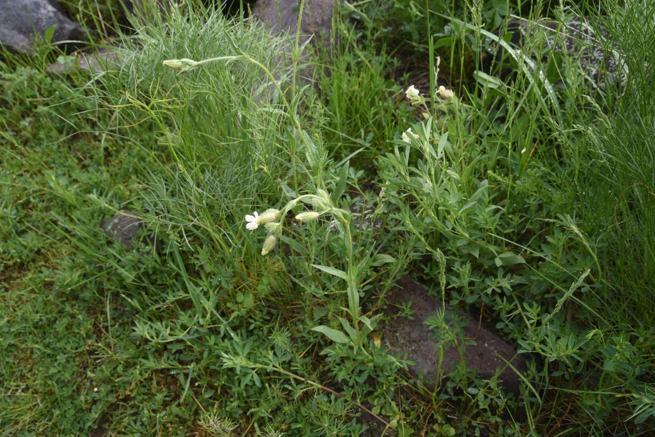 Изображение особи Melandrium latifolium.