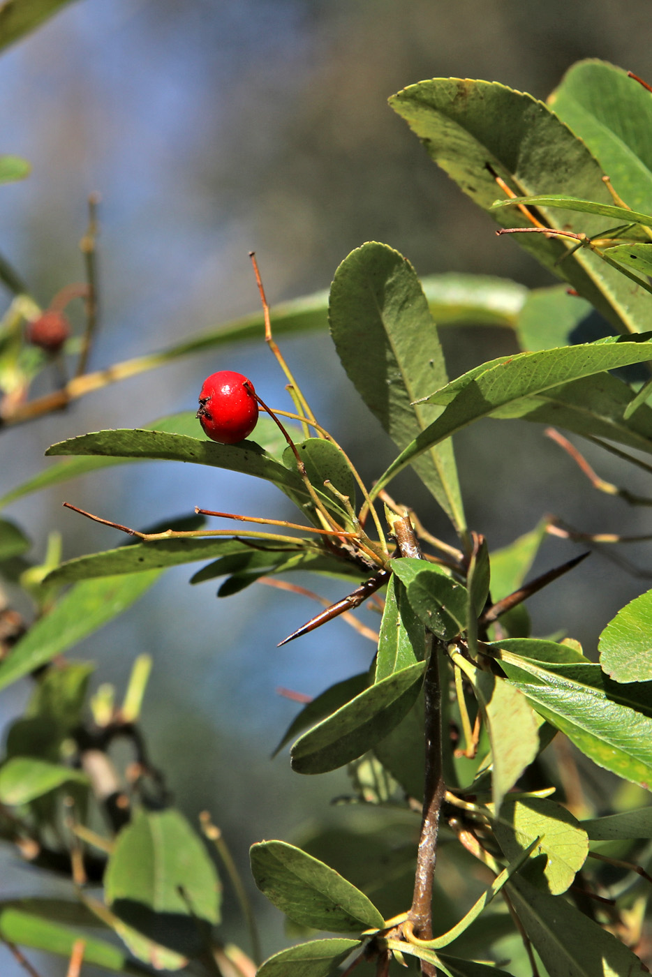 Image of Pyracantha crenulata specimen.