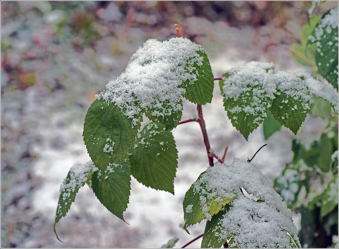 Image of Rubus idaeus specimen.