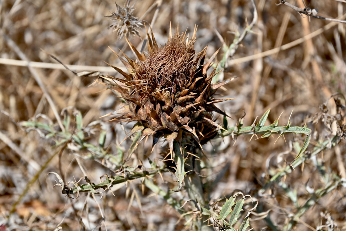 Image of Cynara cardunculus specimen.