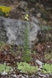 Verbascum orientale. Цветущее растение. Крым, Южный берег, гора Кошка, шибляк. 23.05.2026.