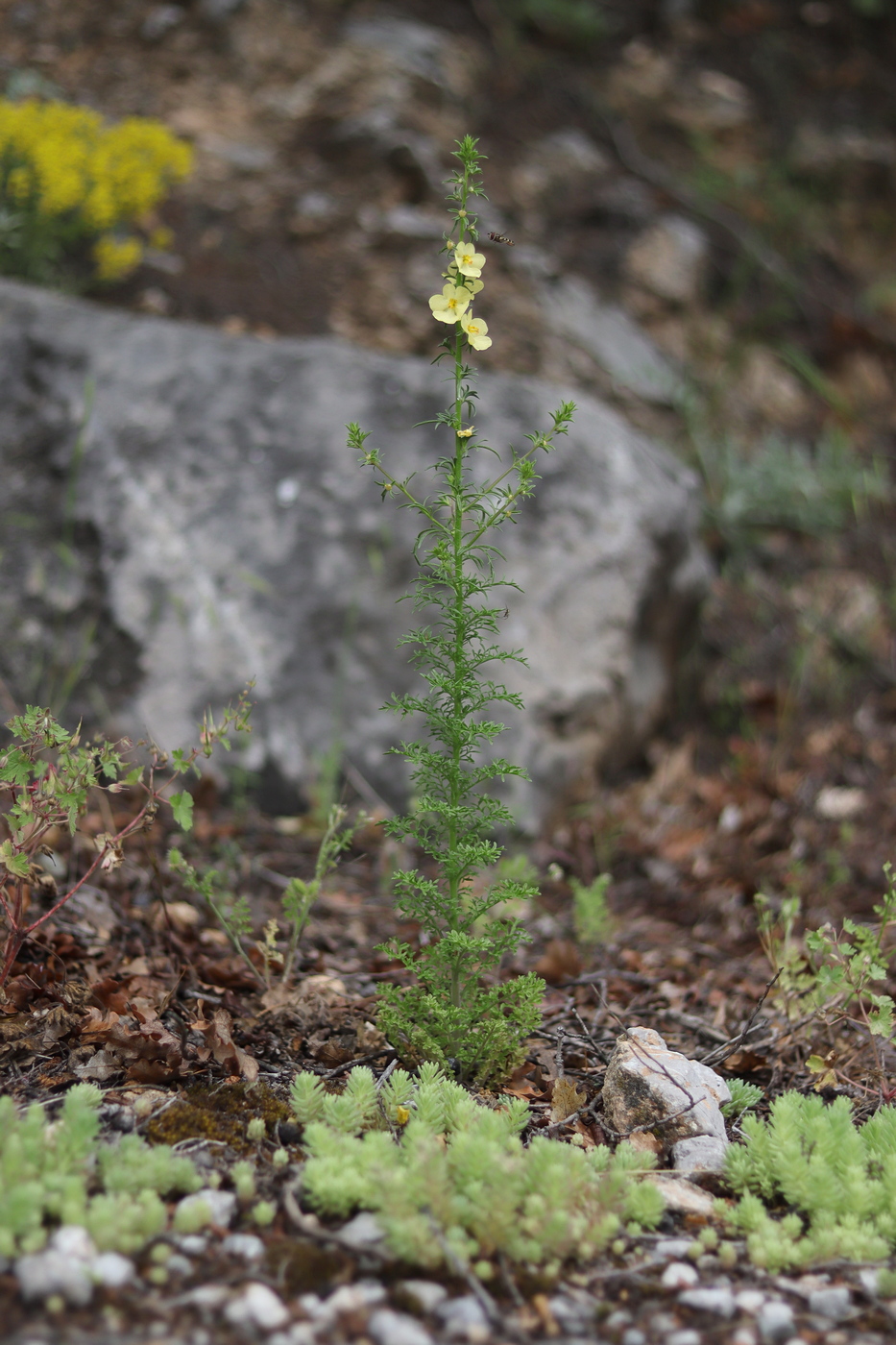Image of Verbascum orientale specimen.