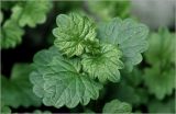 Glechoma hederacea. Развивающиеся листья на верхушке побега. Московская обл., Раменский р-н, окр. дер. Хрипань, садовый участок. 03.06.2026.