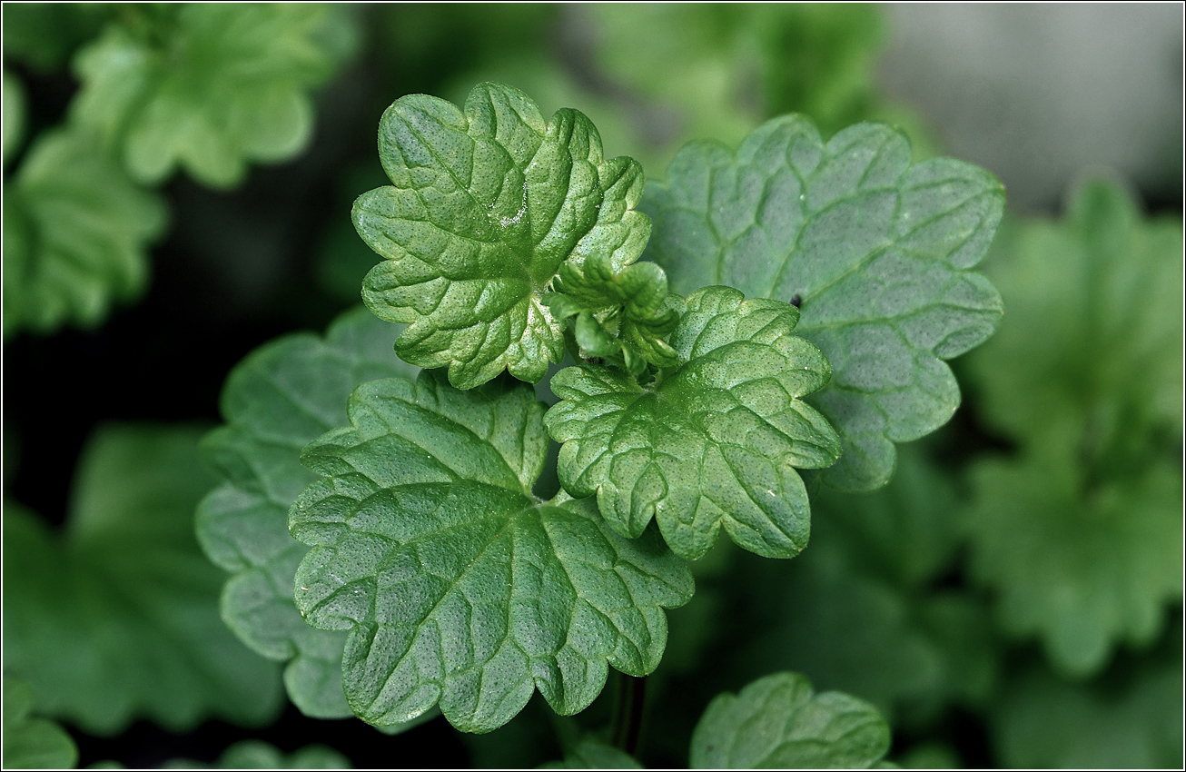 Image of Glechoma hederacea specimen.