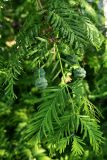 Metasequoia glyptostroboides. Верхушка ветви с плодами. Волгоград, Красноармейский р-н, дендрарий. 17.06.2026.