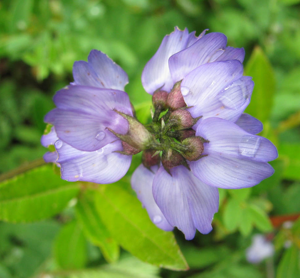 Image of Astragalus alpinus specimen.