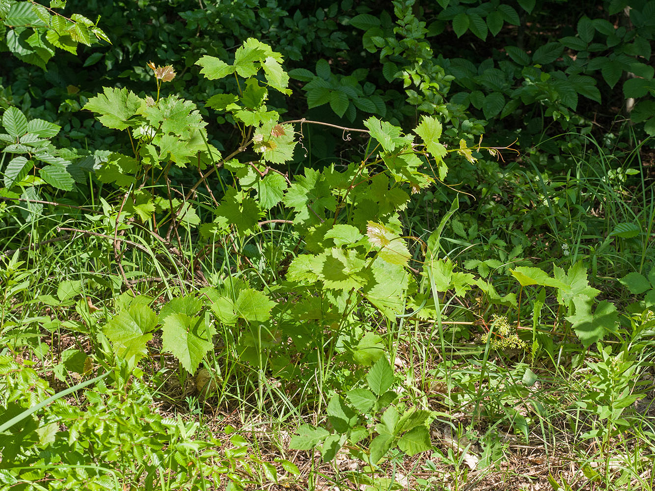 Изображение особи Vitis vinifera.