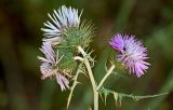 Galactites tomentosus. Верхушка побега с соцветиями. Португалия, округ Бежа, дол. р. Рибейра-ду-Торгал, лиственный лес. 04.06.2026.